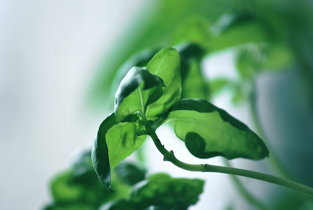 How to Grow Herbs Indoors with Minimal Effort